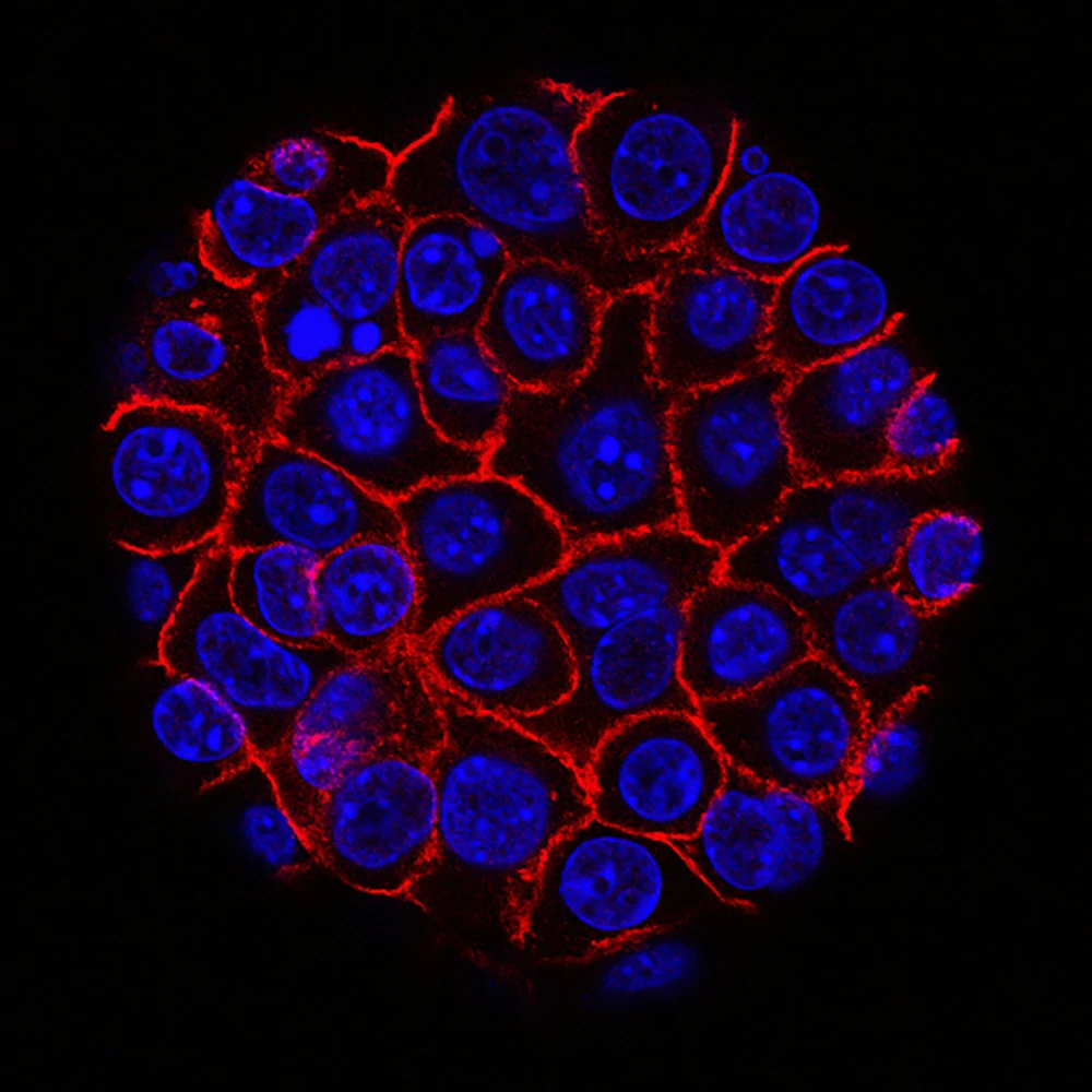 Accuroid® 类器官建模系统